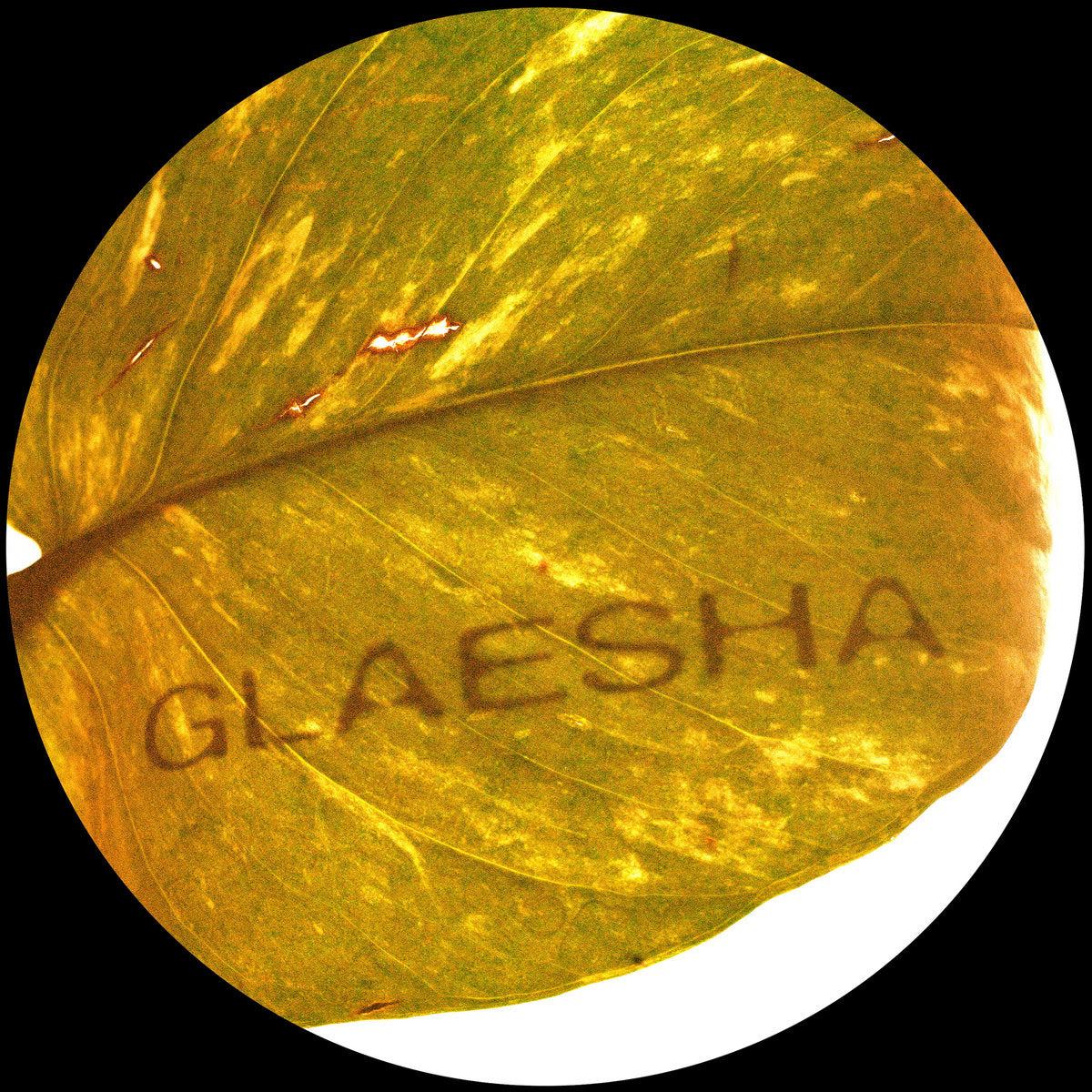Glaesha - Memory Implant