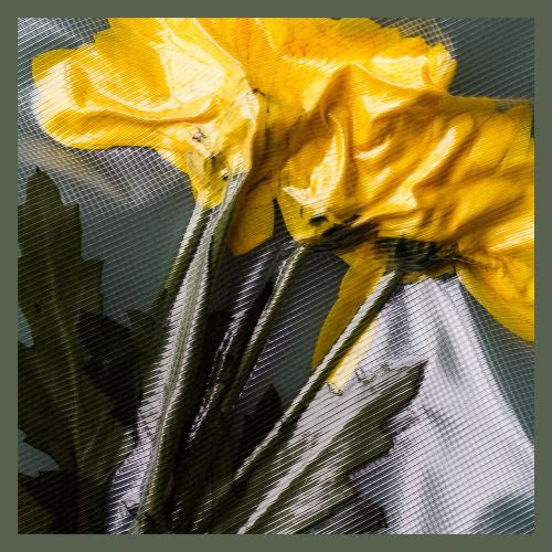 Hünter - Mica