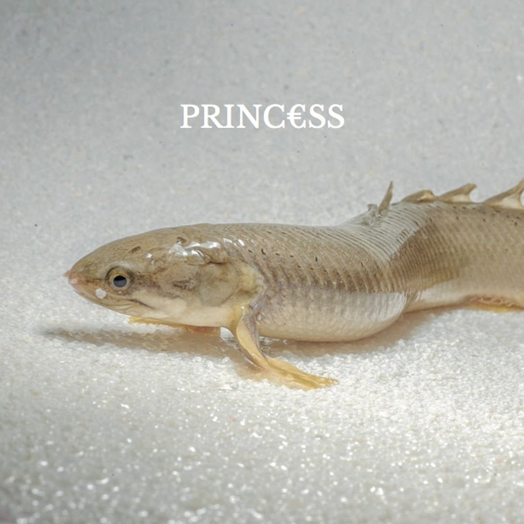 Princ€ss - Princ€ss