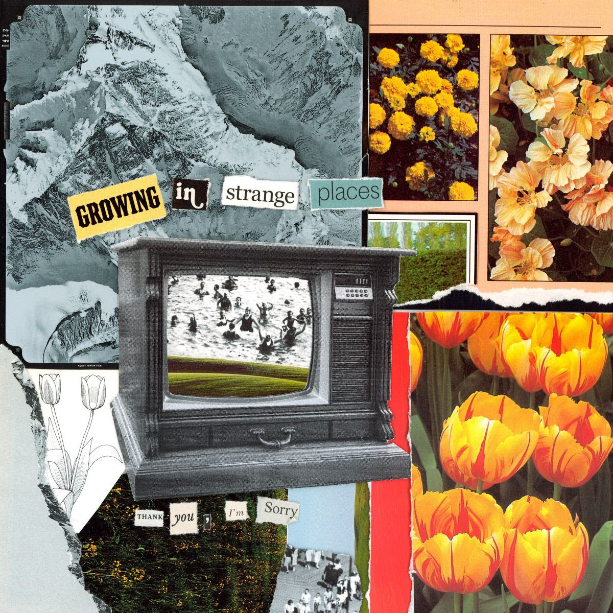 Thank You, I'm Sorry - Growing In Strange Places [Orange Crush Coloured Vinyl]
