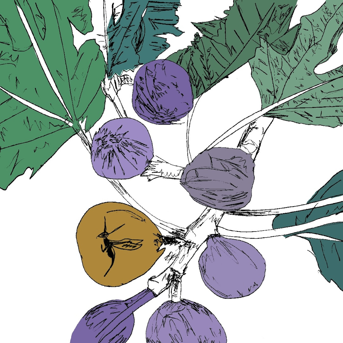 Stella Z - Music to Watch Seeds Grow By 005: Stella Z (Fig) [Cassette]