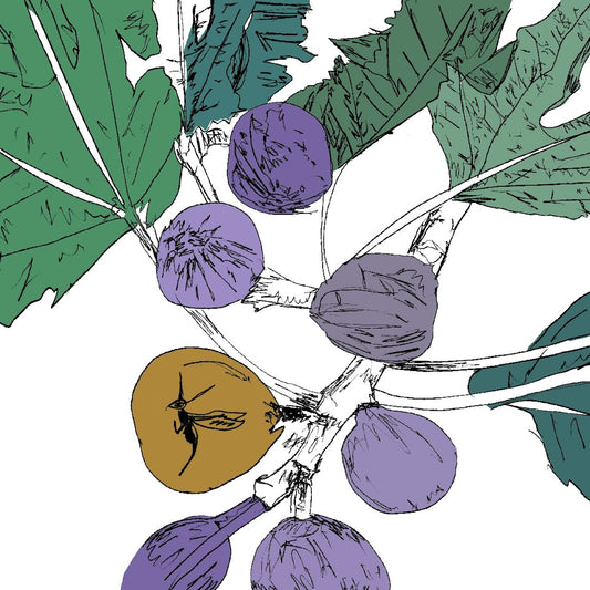 Stella Z - Music to Watch Seeds Grow By 005: Stella Z (Fig) [Cassette]