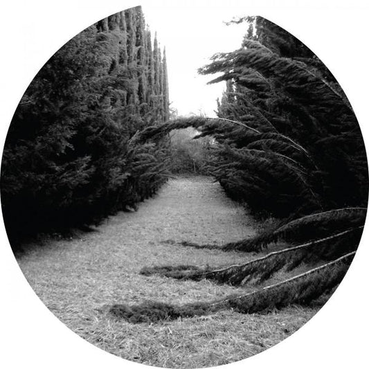Ladan - Section