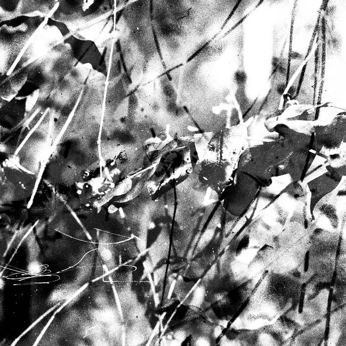 Translate & Pulso - Elliptic Map