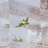 Efterklang - Wildflowers [Clear Vinyl]