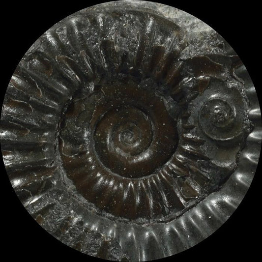 APOENA - Oceanos Extintos EP