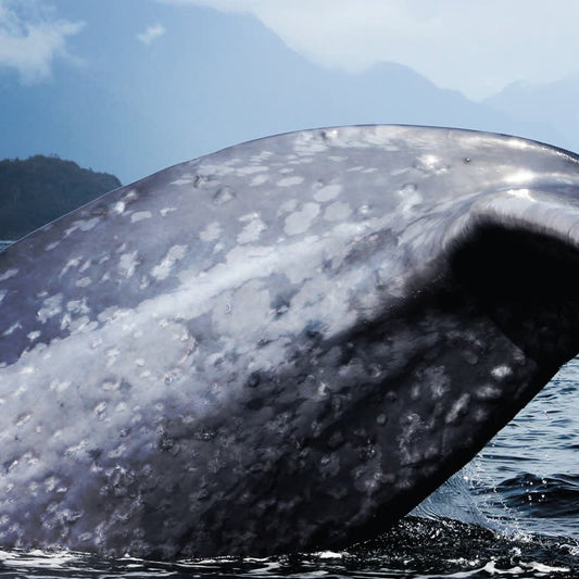 Peter Zinovieff - South Pacific Migration Party [CD]