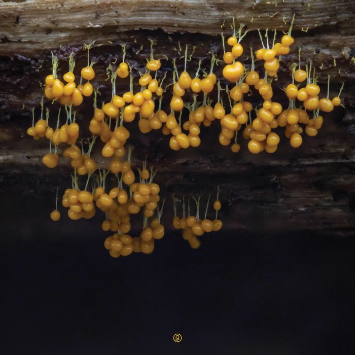 LAV - A New Landscape [Transparent Orange Vinyl]