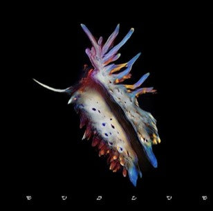 Sub Focus - Evolve [Lenticular Clear 2LP]