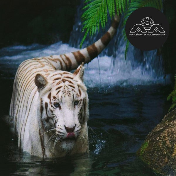 Lone – Not Seeing Is A Flower (B STOCK)