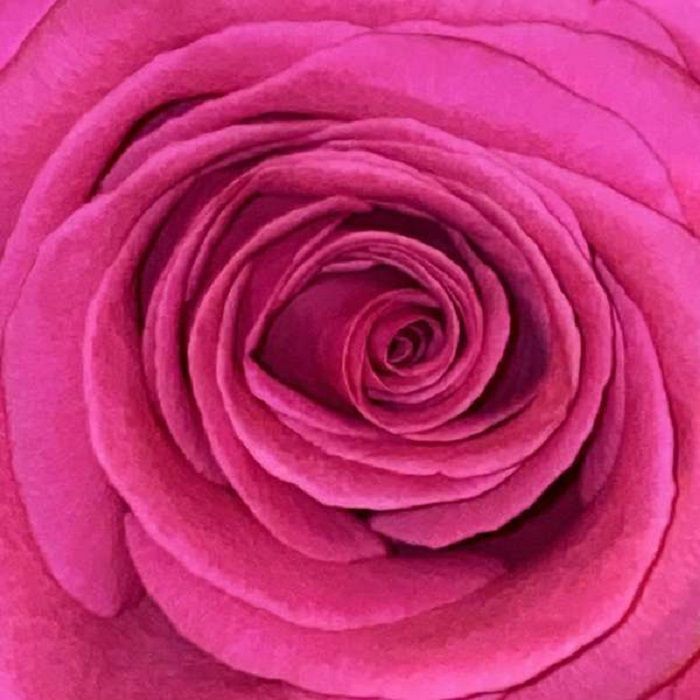 BILDERBUCH - GELB IST DAS FELD [CD]