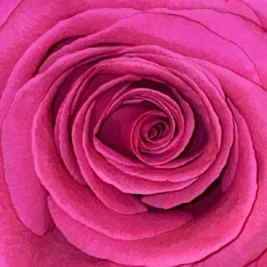 BILDERBUCH - GELB IST DAS FELD [CD]