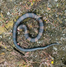 EX PONTO - IN A QUARRY...