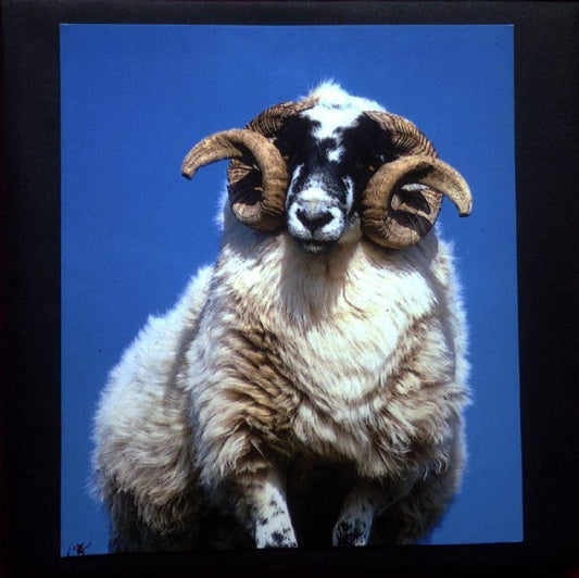 Nurse With Wound – Experimente [CDR Handmade Sleeves]