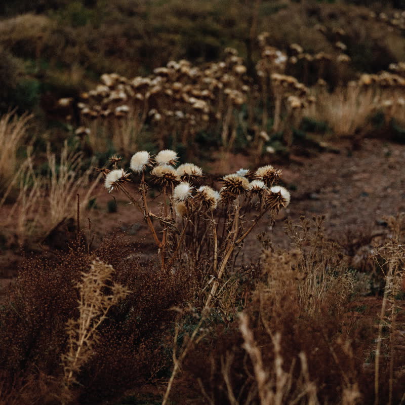 The Shaolin Afronauts - The Fundamental Nature of Being, Part Two