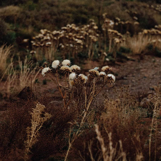 The Shaolin Afronauts - The Fundamental Nature of Being, Part Two