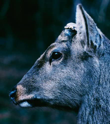 toe - The Book About My Idle Plot On A Vague Anxiety [Beer Coloured & Cloudy Clear Vinyl]