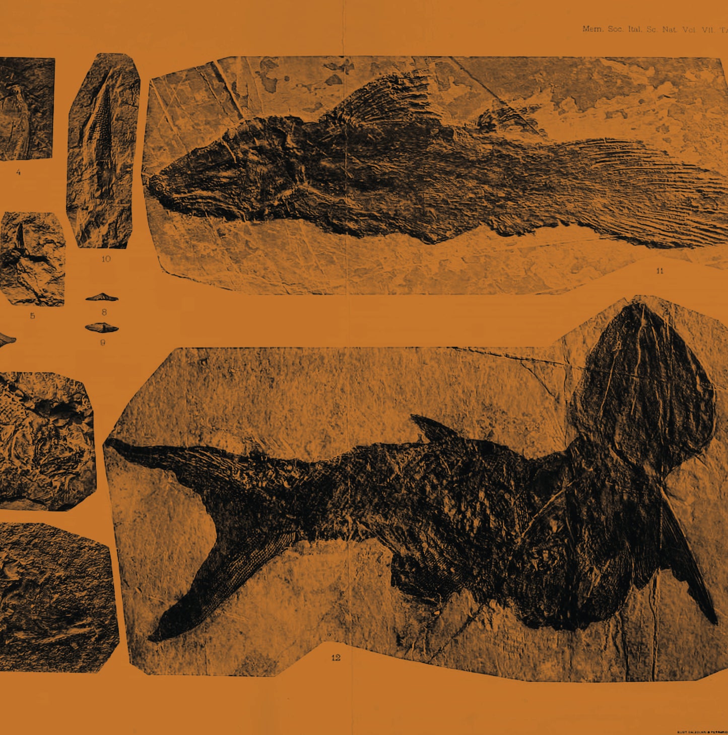 Annelies Monseré – Mares