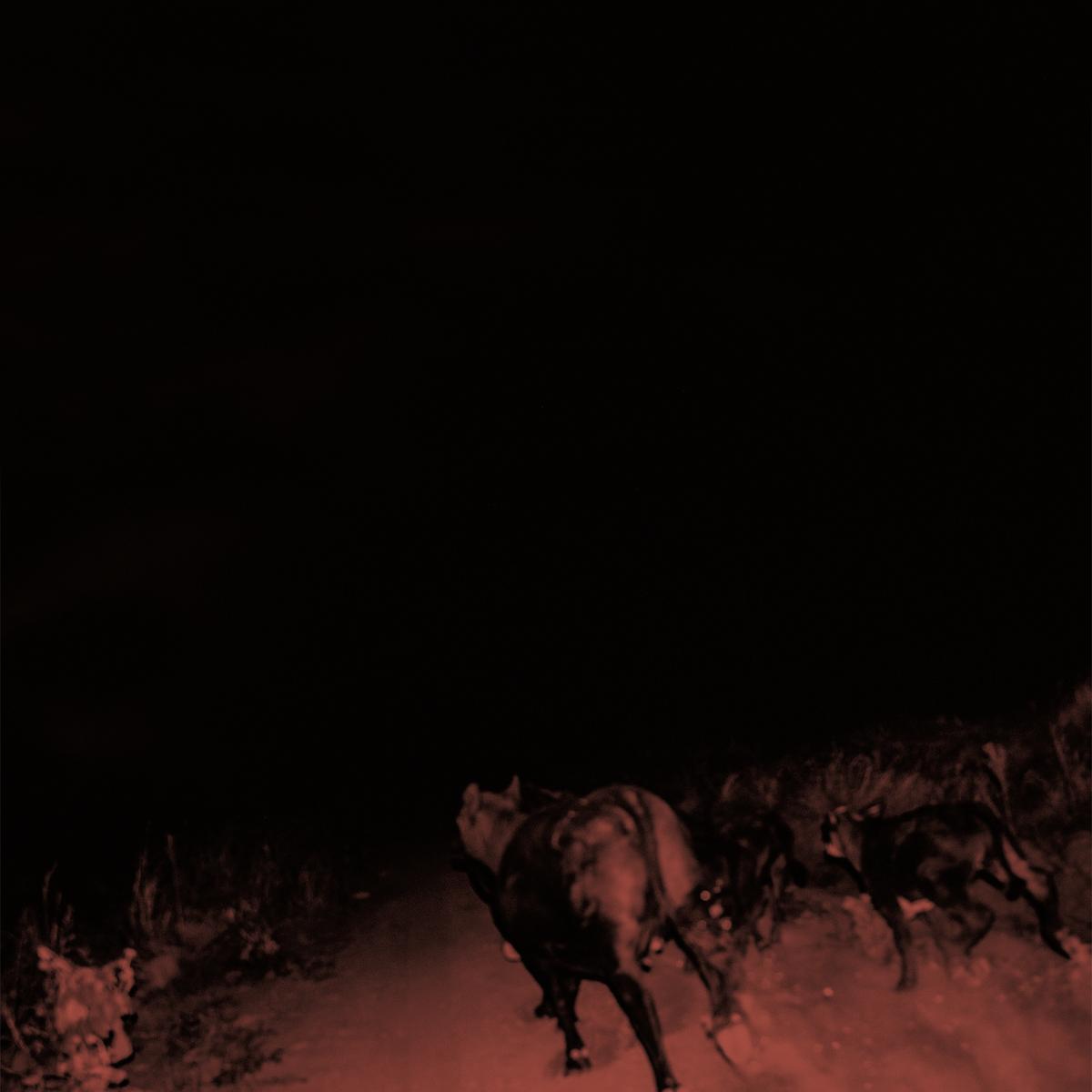 Bambara - Shadow of Everything [Indie Exclusive "Sunbleached" White Vinyl]