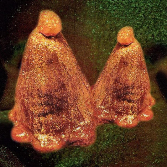 Black To Comm - Oocyte Oil & Stolen Androgens [CD]