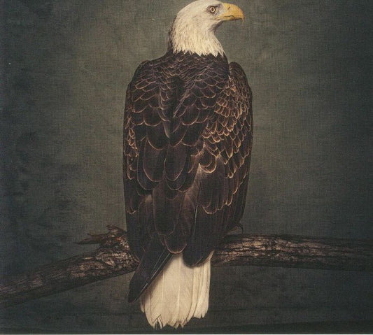 CLUTCH - BOOK OF BAD DECISIONS