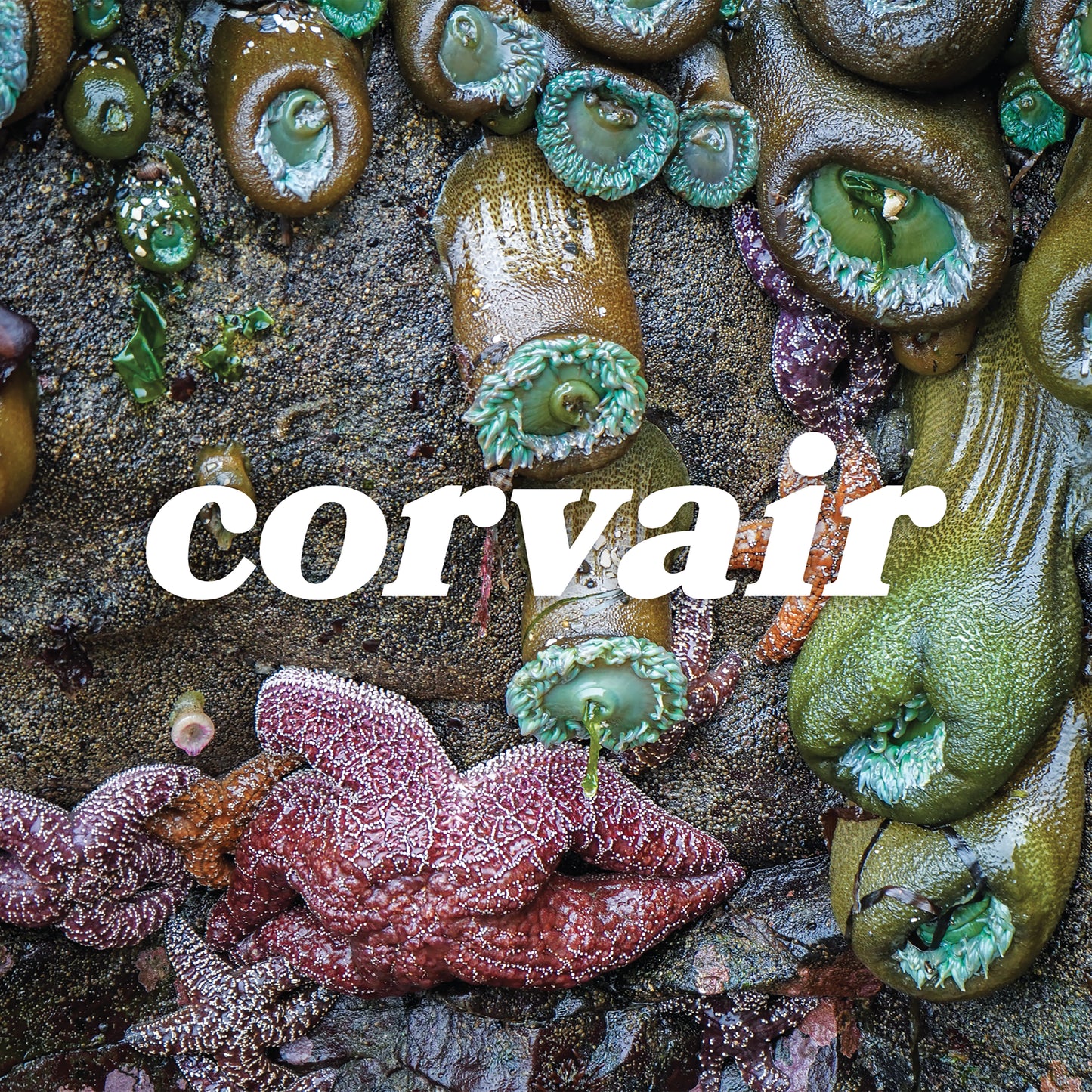 Corvair Corvair