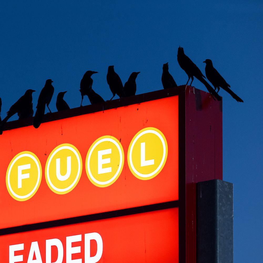 Nebraska	- Chant des Oiseaux EP