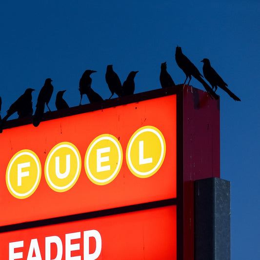 Nebraska	- Chant des Oiseaux EP