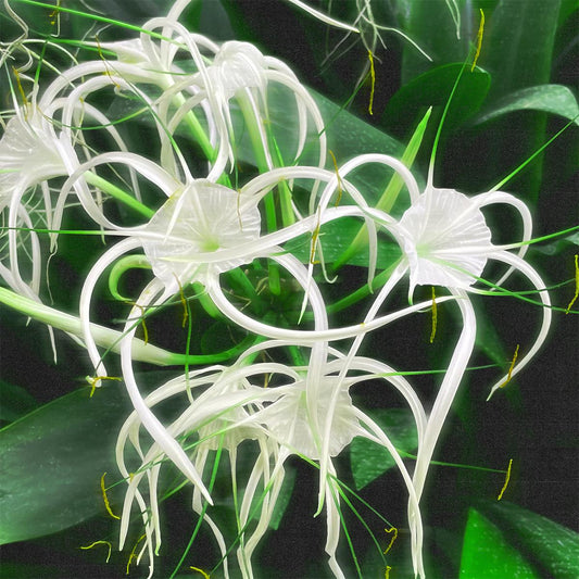 Céilí / Asquith - "Back Once Again EP [full colour sleeve]