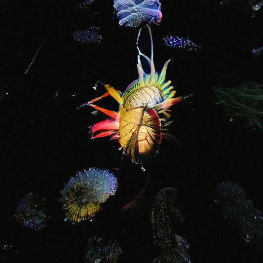 VASE - Amos' Flat Room 1