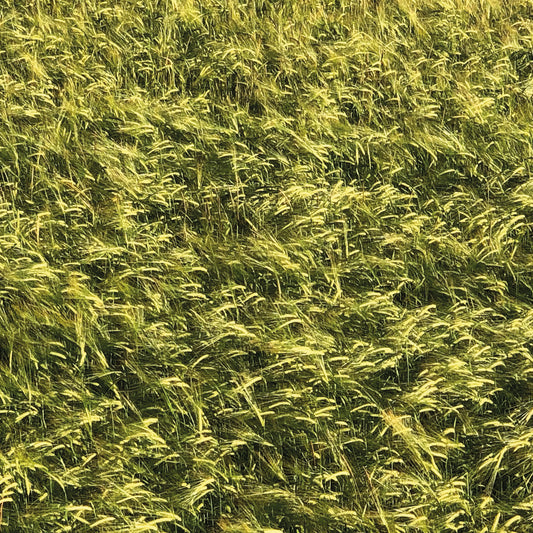 Skee Mask - Pool (ONE PER CUSTOMER)