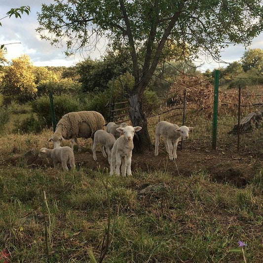 Josephine FOSTER - No Harm Done