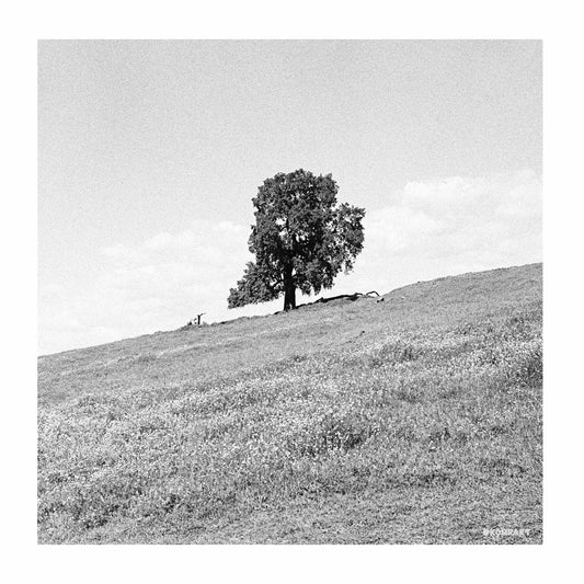 Blank Gloss - Cornered [LP]