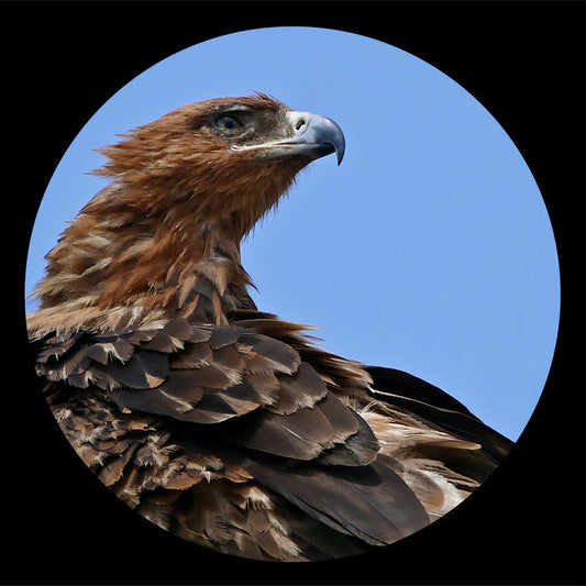 KROTONE - KROTONE004