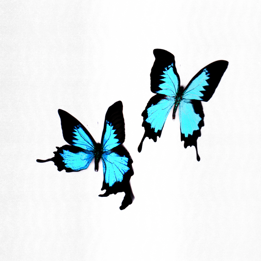 Korine – Tear [CD]