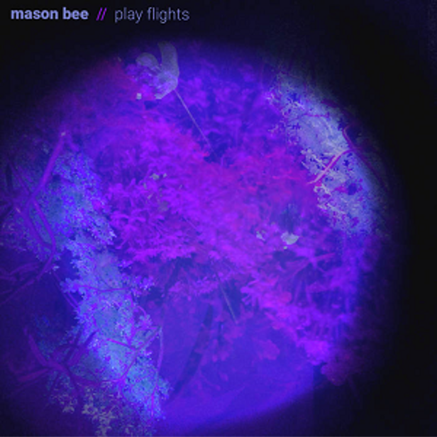 Mason Bee - Play Flights