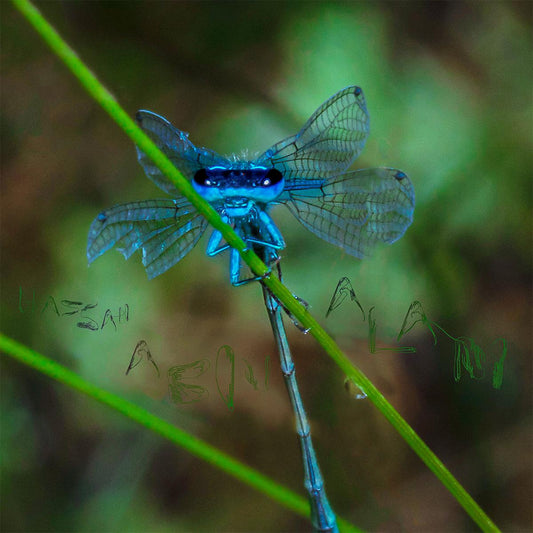 Hassan Abou Alam - Ice [full colour sleeve]