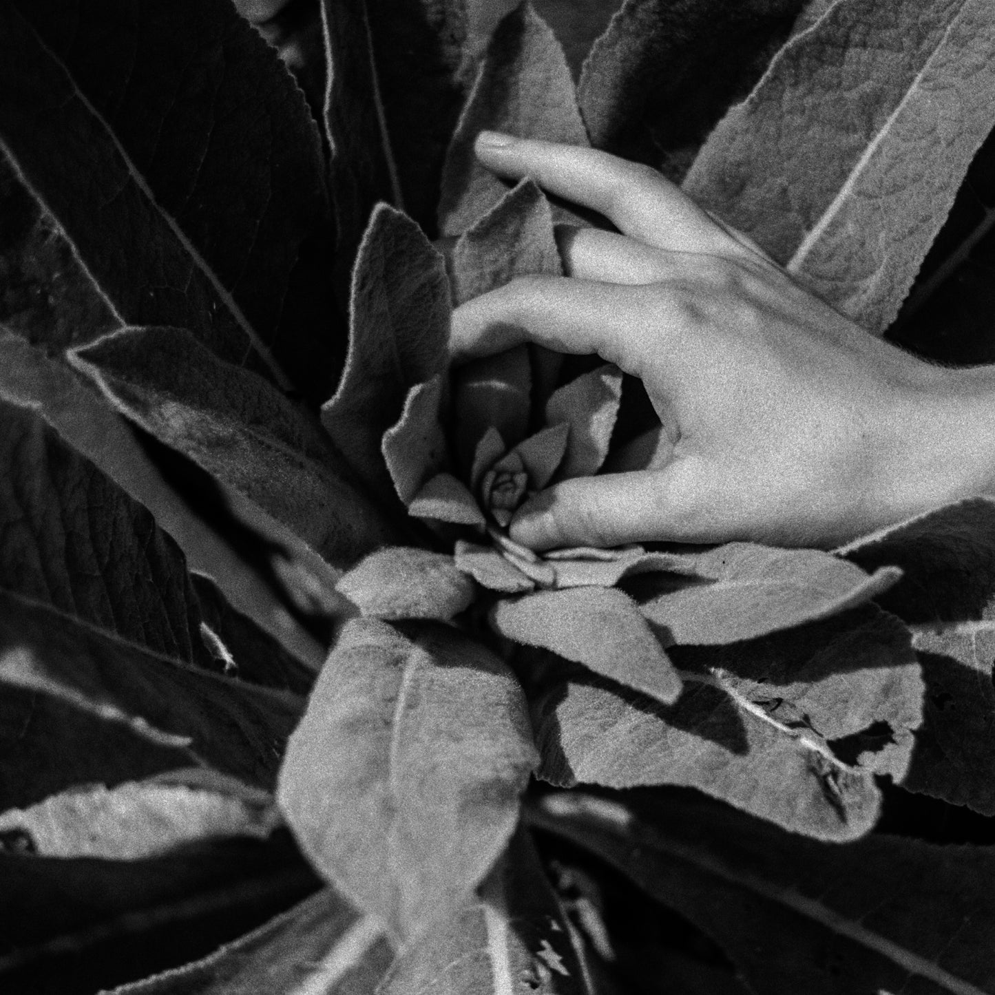 Nanook Of The North - Heide [LP]