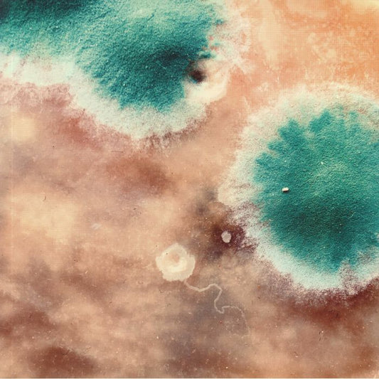 SHACKLETON / ZIMPEL - Primal Forms