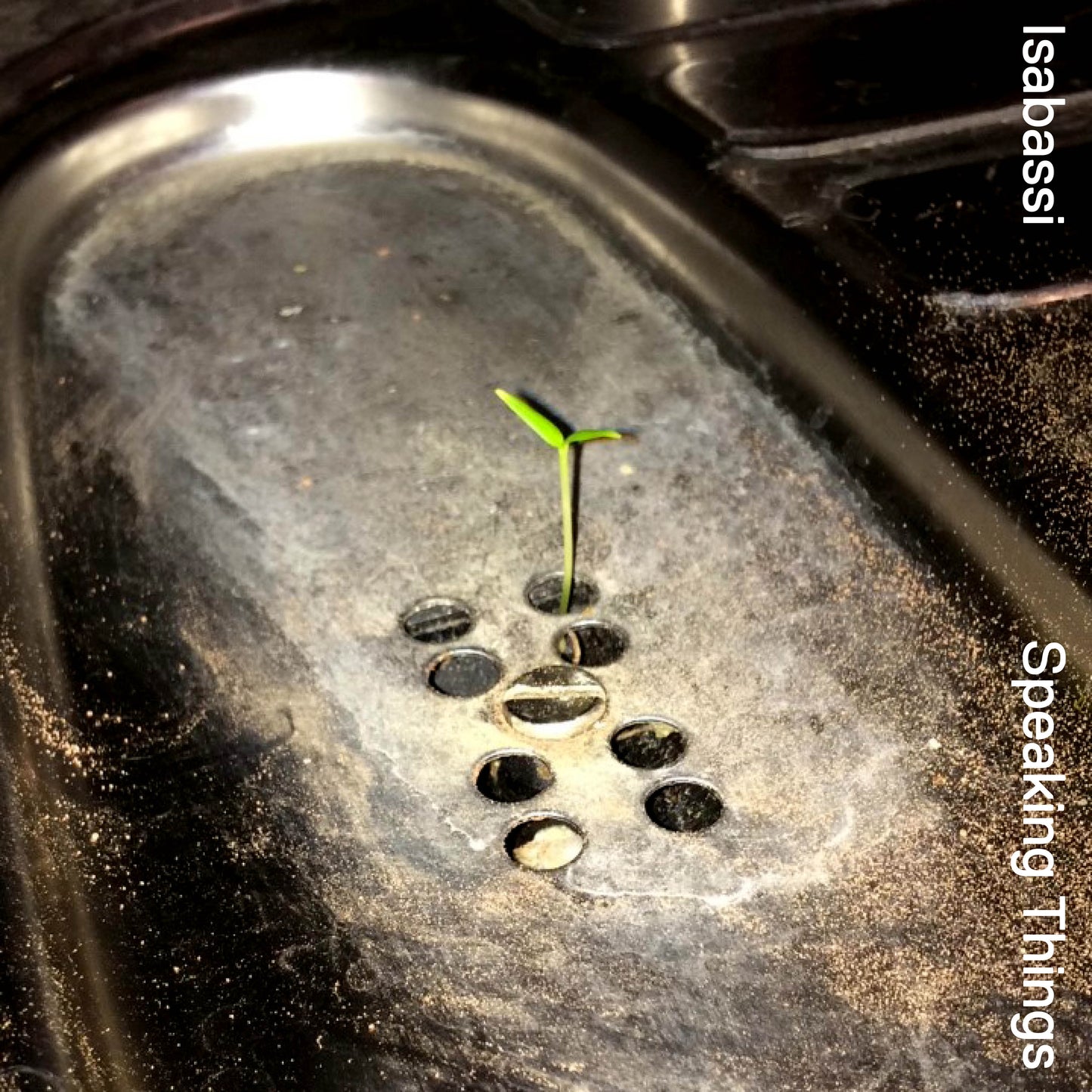 Isabassi - Speaking Things [Cassette]