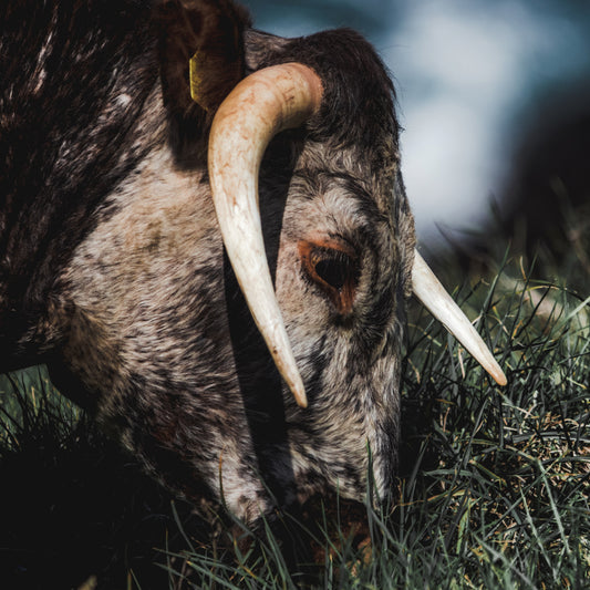 SLOW WHITE FALL - Pushing Through A Wall