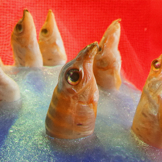 Harvey Rushmore & The Octopus - Freedomspacecake [CD]