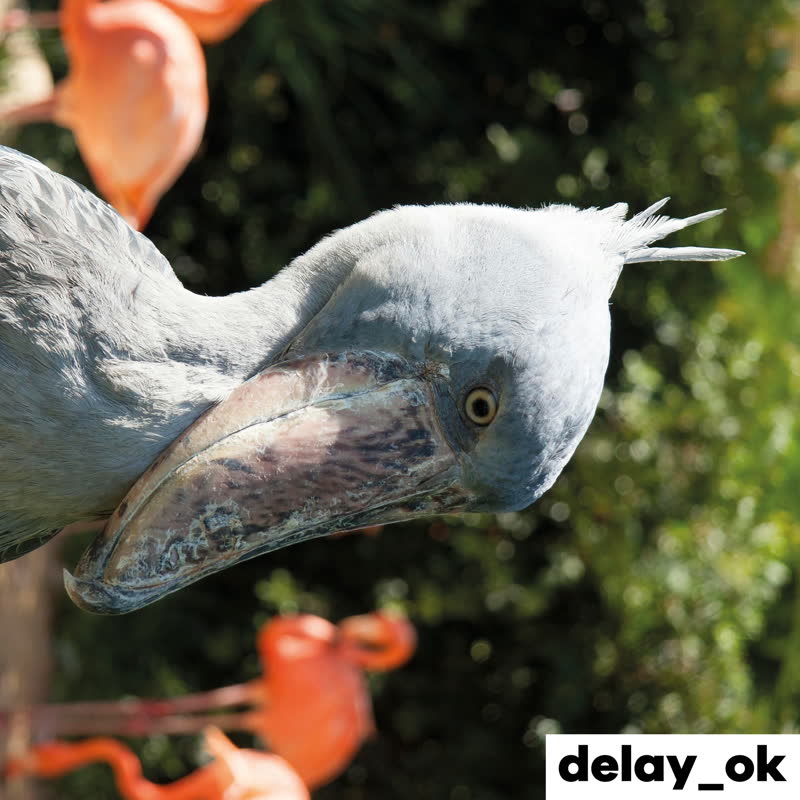delay_ok Modern Uganda [Vinyl]