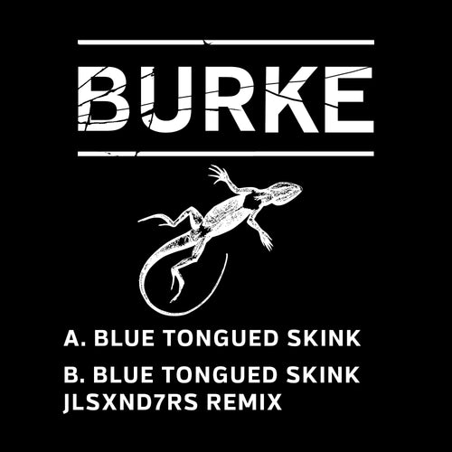 Burke - Blue Tongued Skink