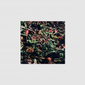 SAMPOLOGY - REGROWTH