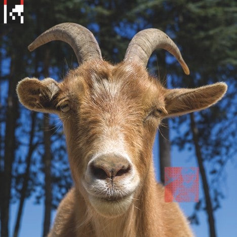 AGORIA - .dev (2LP,GF,Red PVC Slipcase, MP3)