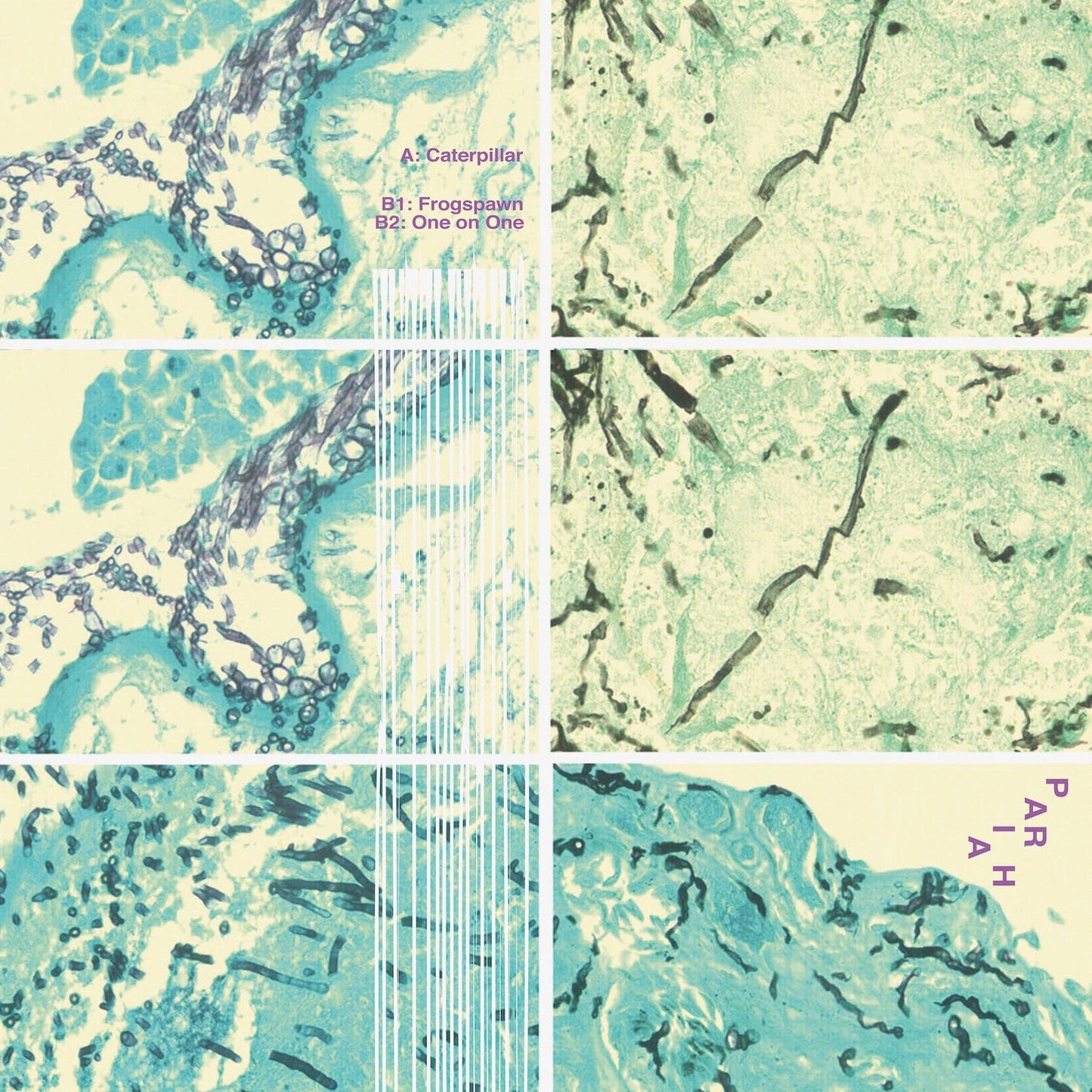Pariah - Caterpillar