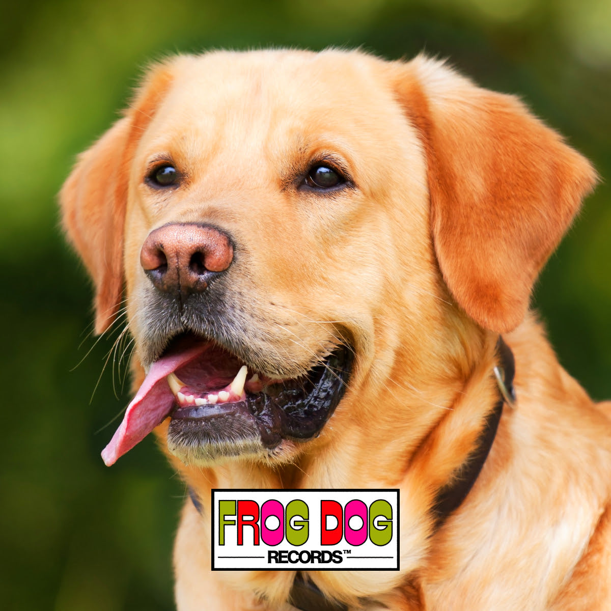 Zdon Slacks - CHIC003