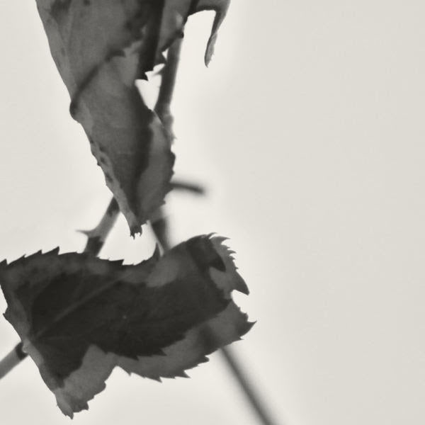 Kara-Lis Coverdale - Grafts (Expanded Reissue) [Gold Vinyl]