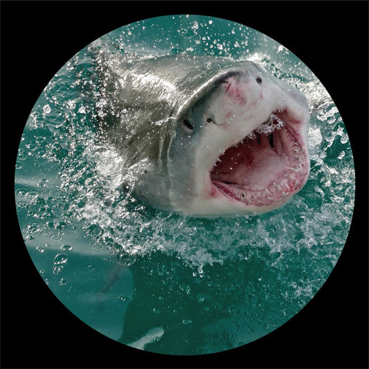 Krotone - KROTONE005 [Import]